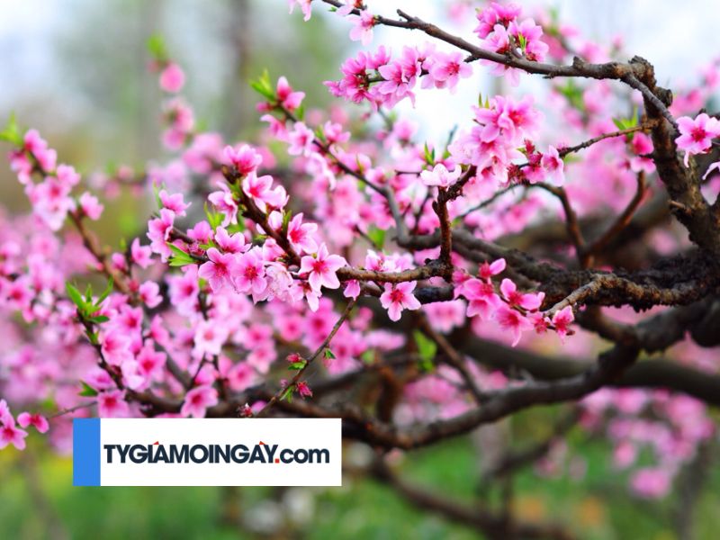 Nên chọn hoa gì chưng Tết để mang lại tài lộc?