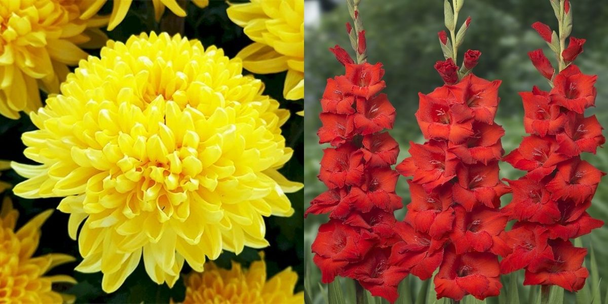 Nên chọn hoa gì chưng Tết để mang lại tài lộc?