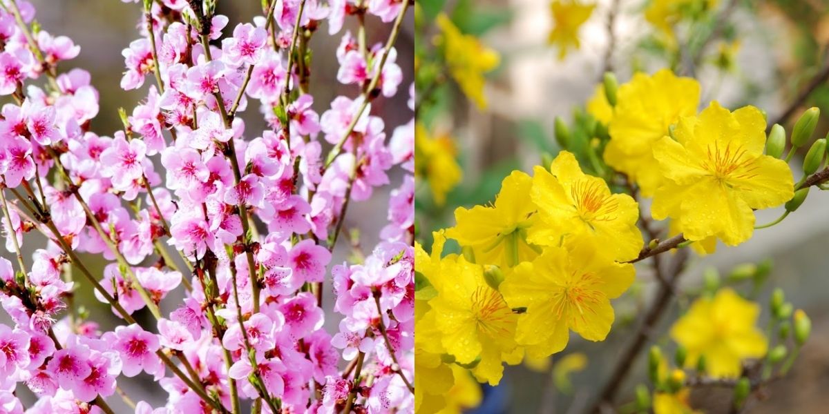 Nên chọn hoa gì chưng Tết để mang lại tài lộc?